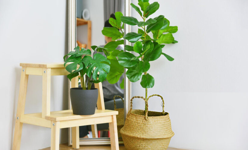 Best Faux Fiddle Leaf Fig Tree